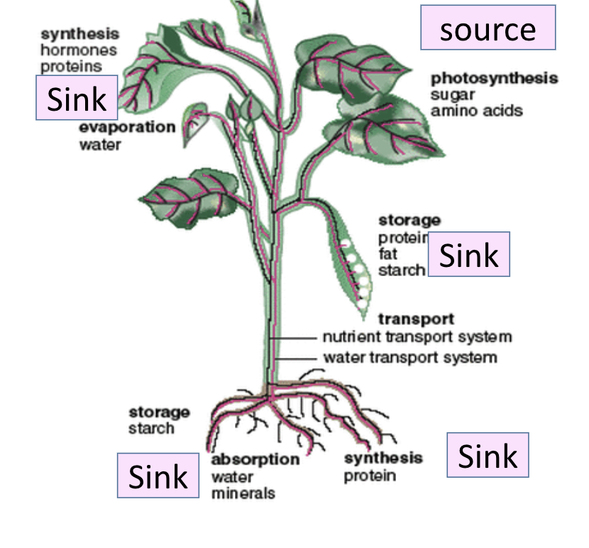 <p><span>A part of the plant that use or store sucrose or amino acids (USAGE AND STORAGE)</span></p>