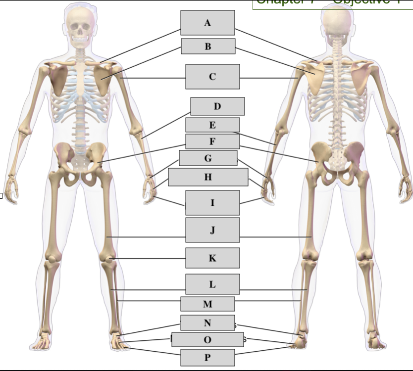 <p>A</p>