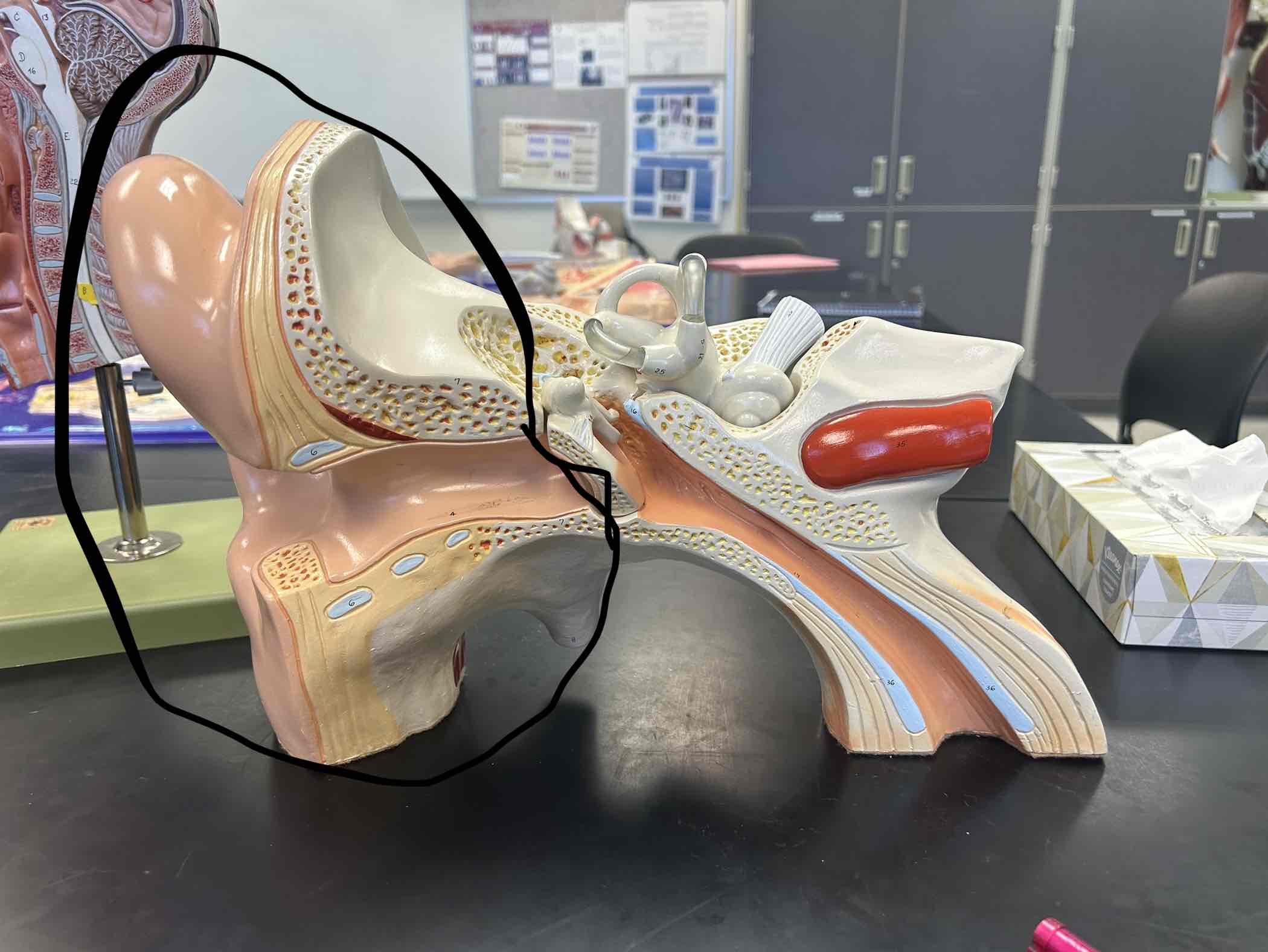 <p>has the funnel of cartilage and the ear canal</p>