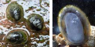 <p>Freshwater limpet - streamlined flattened conical shape of shell helps animal cling on in fast currents</p>