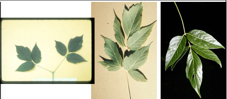 <p>Opposite, pinnately compound leaf with 3-5 leaflets and coarsely serrate margin that is like a maple leaf.</p>