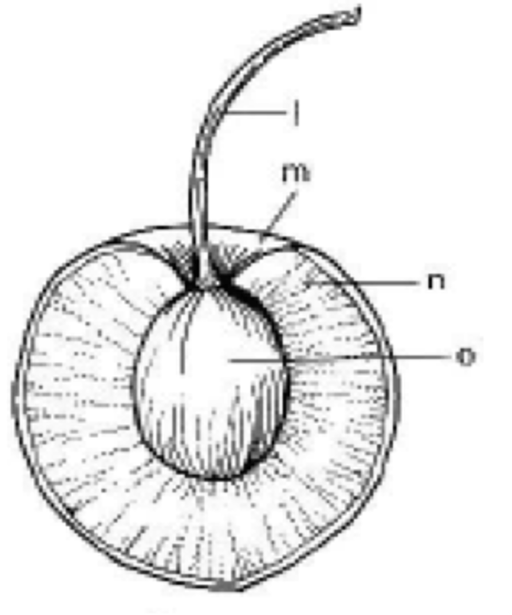 <p>an indehiscent fruit in which an outer fleshy part (exocarp, or skin; and mesocarp, or flesh) surrounds a single shell (the pit, stone, or pyrene) of hardened endocarp with a seed (kernel) inside</p>