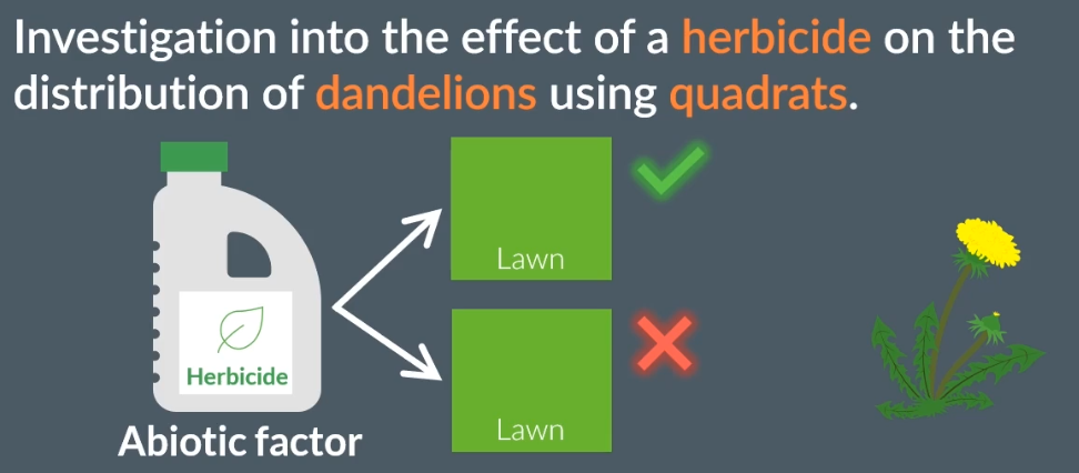 <ul><li><p>Using a quadrat</p></li><li><p>Herbicides (abiotic factor - non-living factor) - effecting the growth of a plant</p></li><li><p>So, compare the distribution of dandelions to a lawn treated with herbicides to a lawn not treated with herbicides</p></li></ul><p></p>