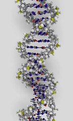 <p>a long linear polymer of nucleotides shaped like a double helix</p>