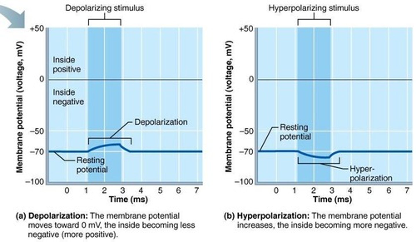 <p>It is when the inside of the membrane becomes more positive, usually due to Na+ entering the neuron.</p>