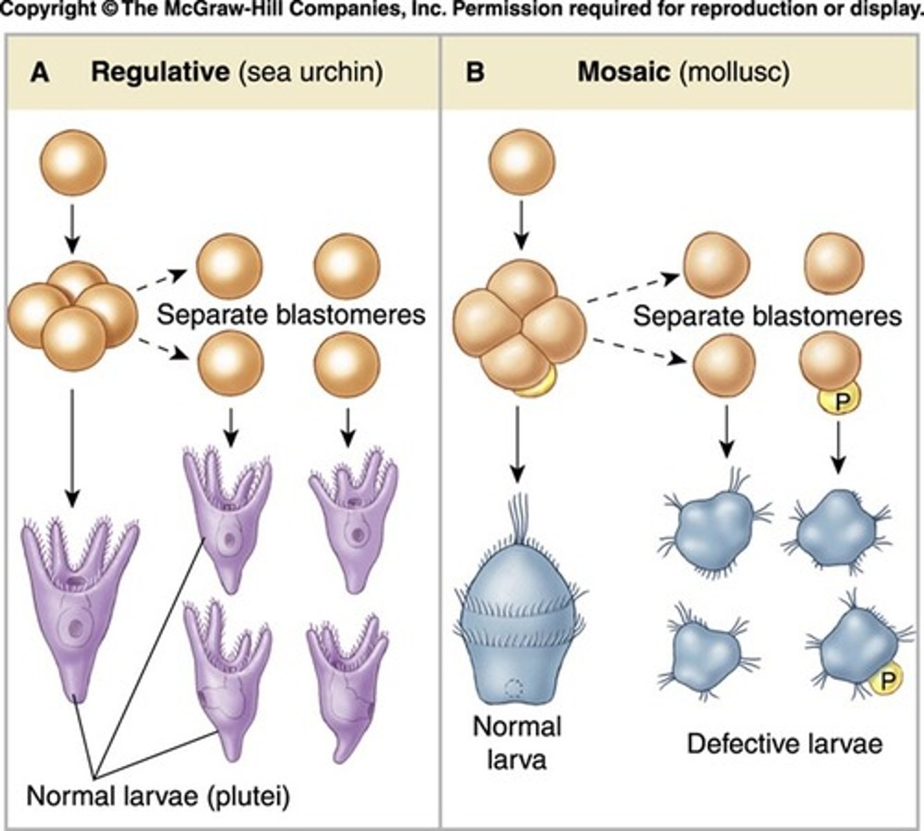 <p>development type in which destruction of an embryonic cell has no effect on the adult</p><p>-extra blastomeres can form new organisms</p>