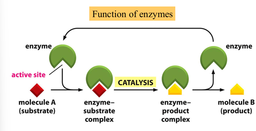 <p>enzymes catalyze chemical transformations in both directions</p>
