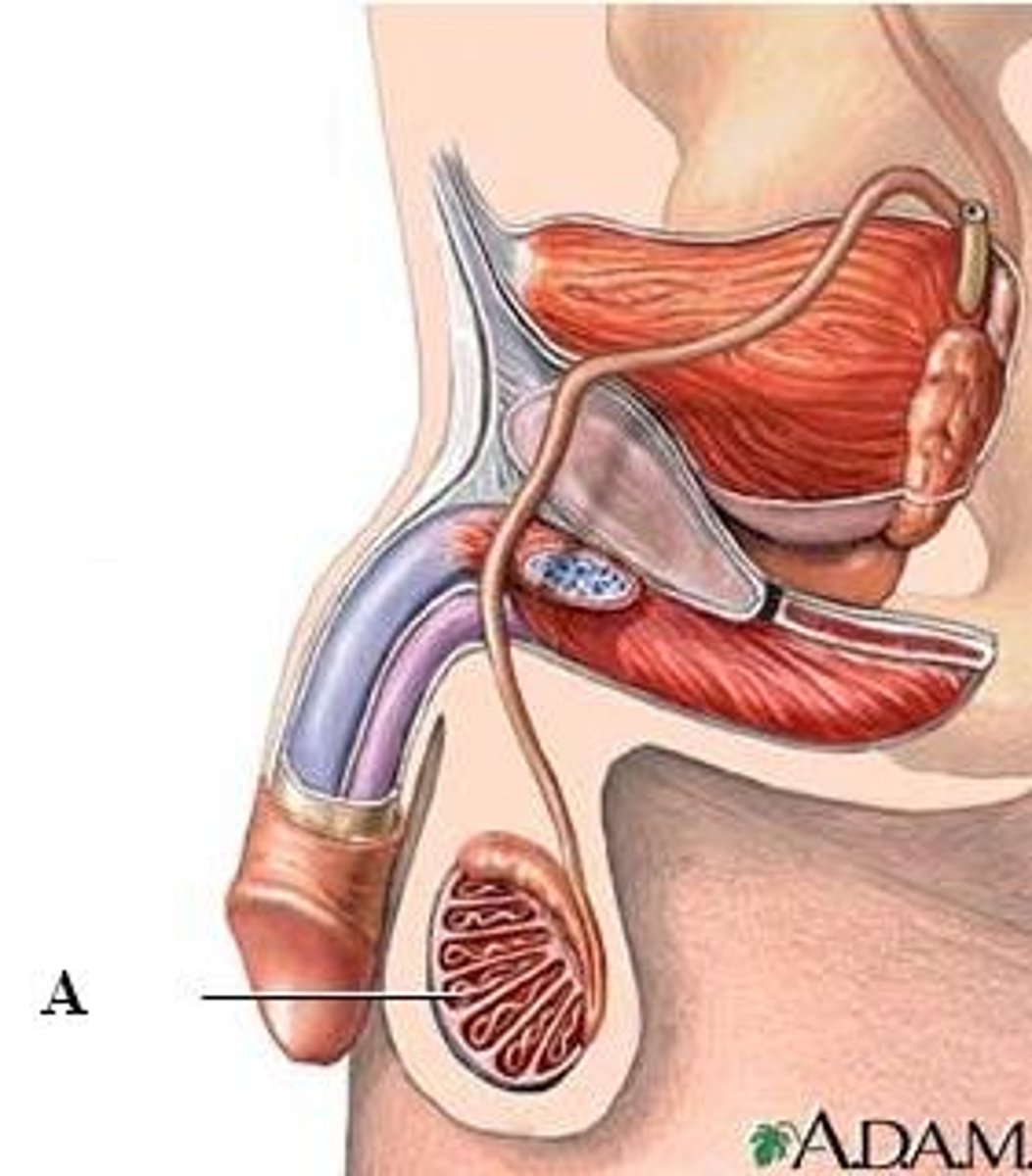 <p>site of sperm production</p>