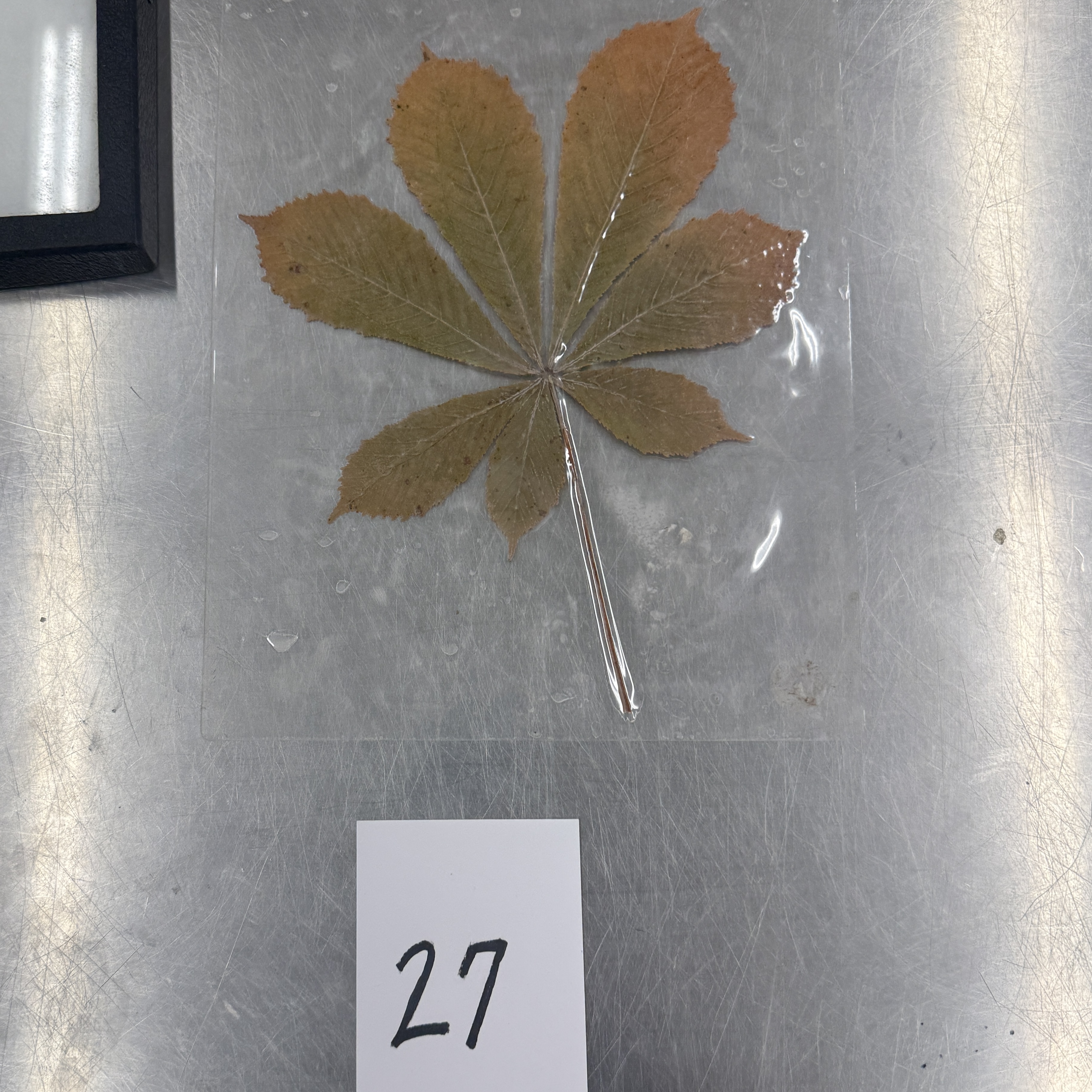 <p>Identify the shapes of the leaf specimen</p>
