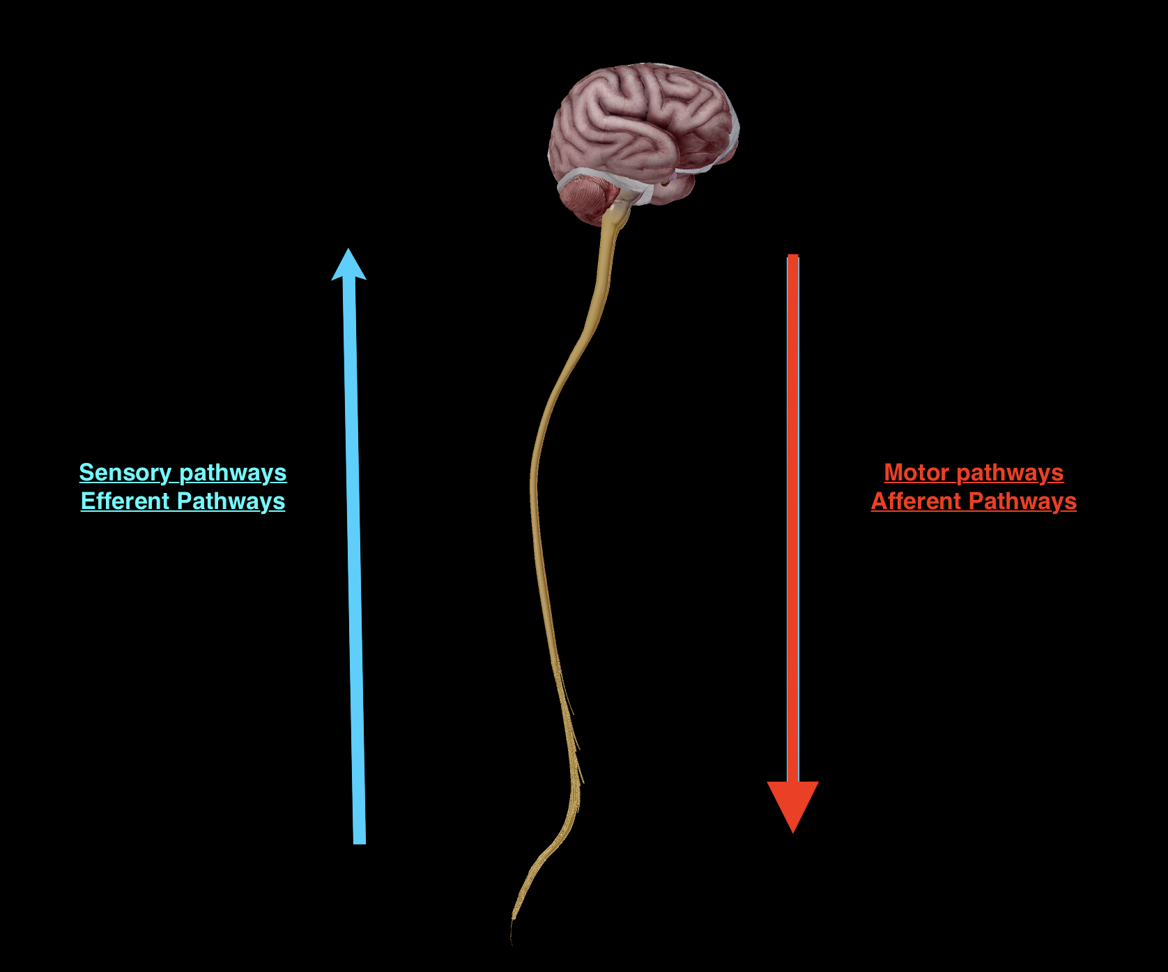<p>Constructed of:</p><ul><li><p>afferent (sensory) pathways, going up</p></li><li><p>efferent (motor) pathways, going down</p></li></ul><img src="https://knowt-user-attachments.s3.amazonaws.com/da143df4-f687-4b2e-ba71-61108695f836.png" data-width="75%" data-align="center"><p></p>