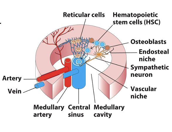 <ul><li><p><span><strong><span>Reticular cells</span></strong><span> form connections between osteoblasts of the endosteal niche and endothelial cells lining blood vessels</span></span></p></li><li><p><span><strong><span>Sympathetic neurons</span></strong><span> stimulate/regulate release of blood cells</span></span></p></li><li><p><span><span>All leukocytes, except T-cells, fully mature in bone marrow</span></span></p></li><li><p><span><span>Maturation occurs on a gradient as cells proceed towards blood vessels</span></span></p></li></ul><ul><li><p><span><span>B-cells are assigned their specific Ag-receptor (BCR) as they develop &amp; self-reactive B-cells are destroyed</span></span></p></li><li><p><span><span>B-cell maturation occurs in the bone marrow for humans and mice, but not other animals</span></span></p></li><li><p><span><span>Fetal spleen and gut lymphoid tissue are common sites</span></span></p></li></ul><p></p>
