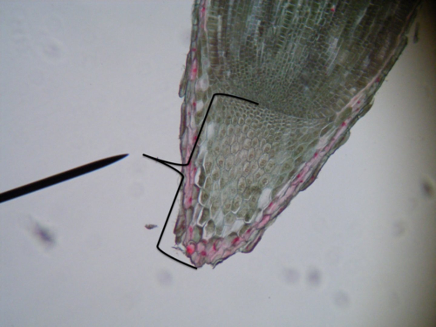 <p>It secretes a mucilage and protects the root apical meristem</p>