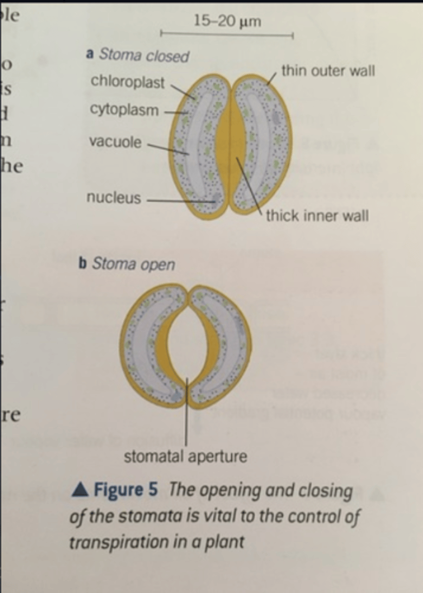 <p>when conditions are favourable the guard cell actively pumps potassium allowing water to move in by osmosis so the cell wall becomes turgid (opened)</p><p>guard cell actively pumps potassium out of the cell water moves out by osmosis so the cell becomes flaccid (closed)</p>