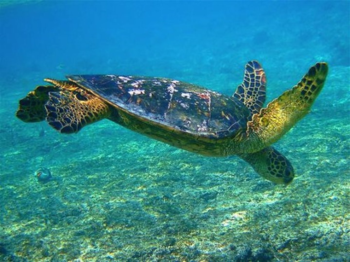 <p>sea</p>