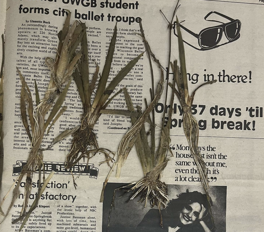 <p>plant?</p>
