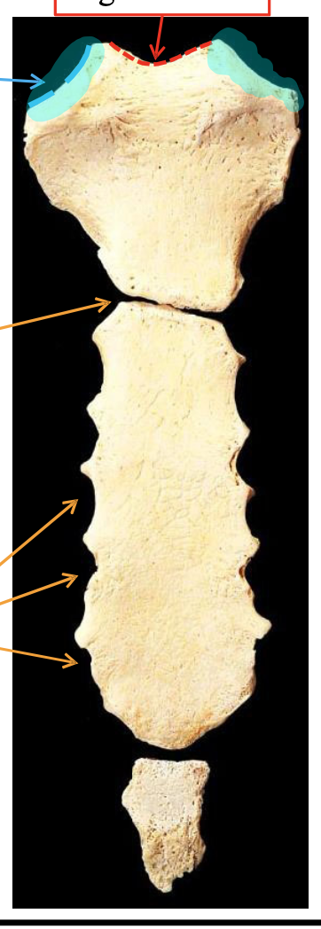 <p>Name the highlighted region.</p>