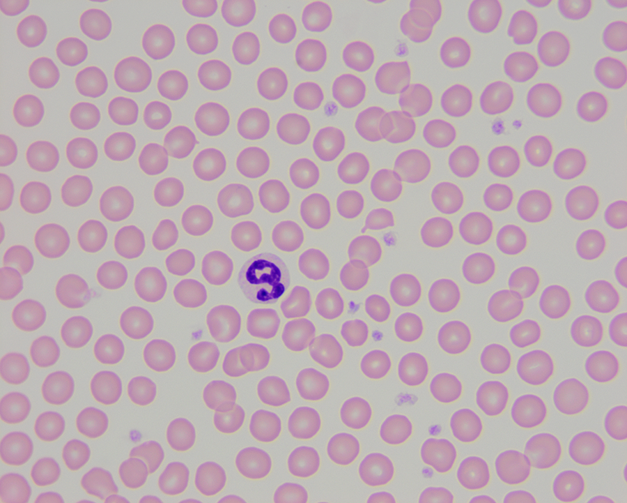 <p>What cell is demonstrated in the image?</p>