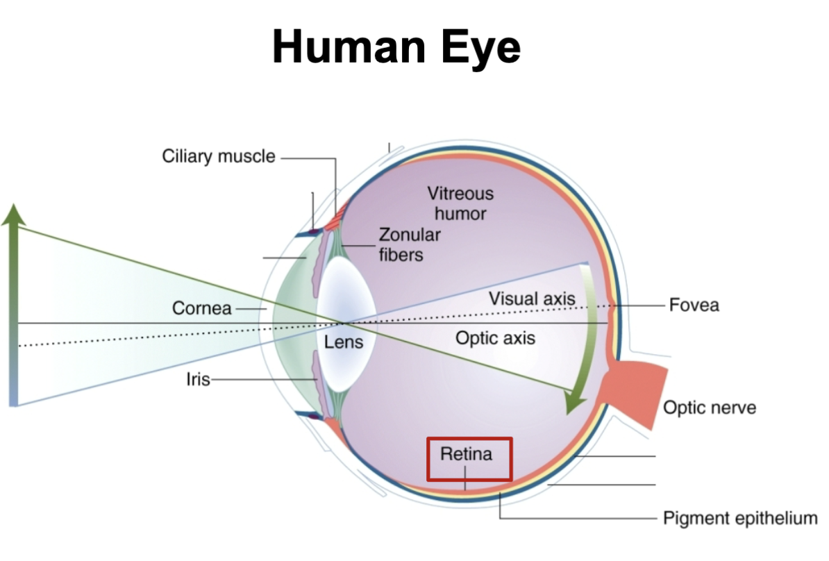 <p>light comes in through cornea to lens to other critical parts of the eye to retina to optic nerve</p><ul><li><p>the lens in your eye flips the image upside down and is sent to brain. once at the brain it flips this image back up to the way we see it now</p></li><li><p>Light passes to back of retina and the signal is then sent back to the front near the optic nerve</p></li></ul><p></p>