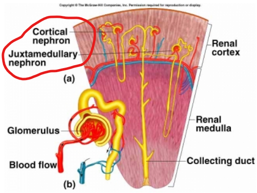 <p><strong><u>Functional unit of the kidney</u></strong></p><ul><li><p>Smallest unit that can perform all the functions of the <span style="color: rgb(255, 255, 255);">kidney</span></p></li><li><p>The arrangement of the nephrons produces two distinct regions:</p><ul><li><p><u>Renal cortex</u> (granular in appearance)</p></li><li><p><u>Renal medulla</u> (made up of striated triangles called renal pyramids)</p></li></ul></li><li><p>Two types of nephrons are distinguished by location and length of their structures</p><ul><li><p><u>Juxtamedullary nephrons</u></p></li><li><p><u>Cortical nephrons</u> (80% of all nephrons)</p></li></ul></li></ul><p></p>