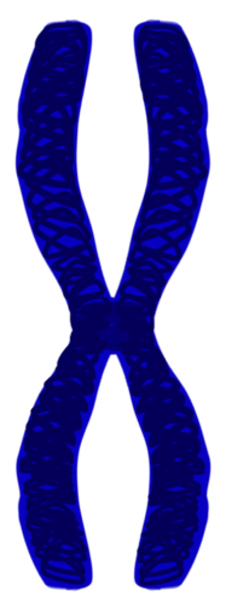 <p>Identical copies of a chromosome; full sets of these are created during the S subphase of interphase.</p>