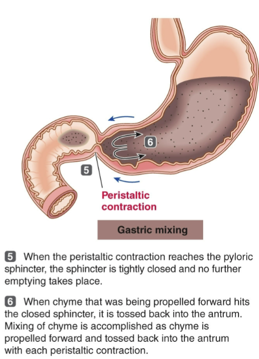 <p>strong peristaltic contractions mix food w/ gastric secretions in the antrum (bottom of stomach); w/ pyloric sphincter closed, chyme tumbles back for more mixing</p>