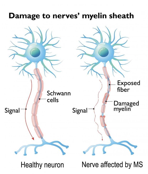 <p>Myelin</p>