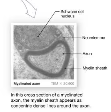 <p>myelin sheath appears as concentric dense lines around the axon</p>
