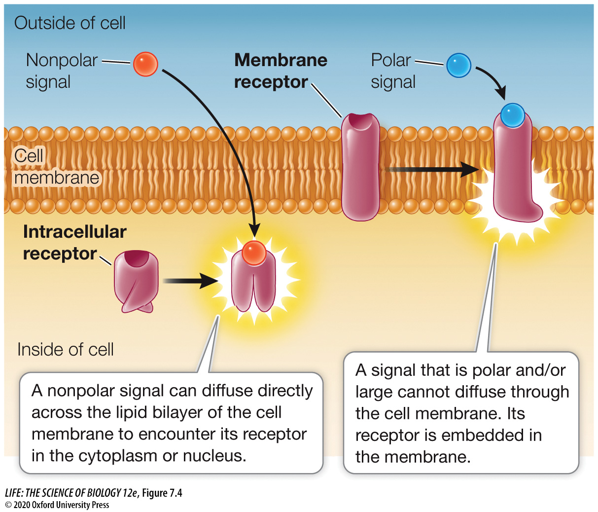 <ol><li><p>Membrane Receptors (In membrane)</p></li><li><p>Intracellular Receptors (Inside cell)</p></li></ol>