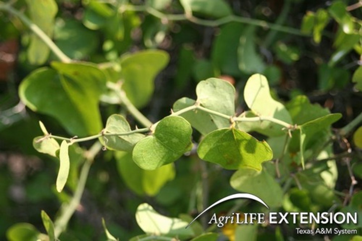 <ul><li><p>Type: Simple</p></li><li><p>Arrangement: Alternate</p></li><li><p>Venation: Palmate</p></li></ul><p></p>