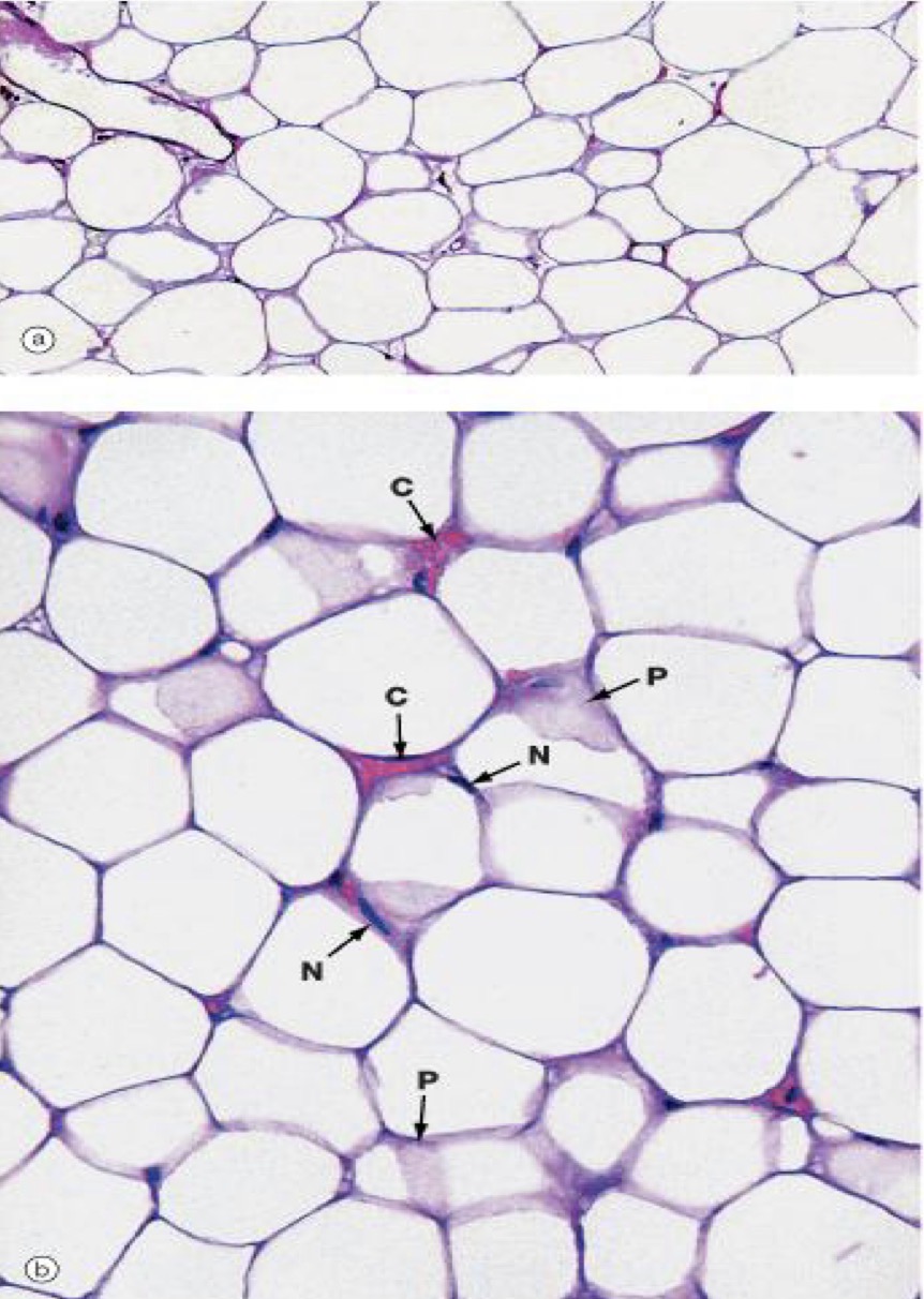 <p>A- identify</p><p>B- Histological features</p><p>C- Function</p><p>D- Sites</p>