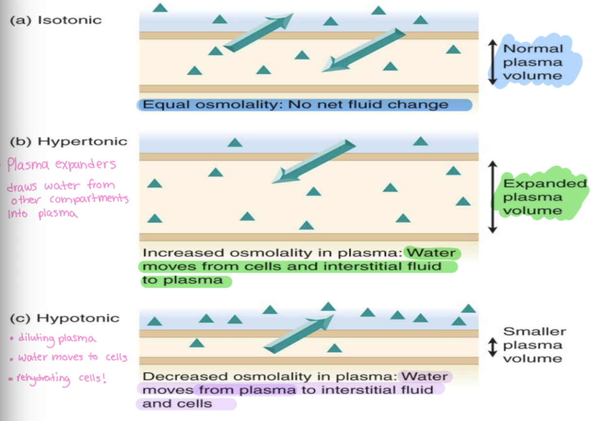 <p>higher than plasma</p><p>-plasma expanders, draws water from other compartments into plasma</p><p>-increased osmolality in plasma</p>