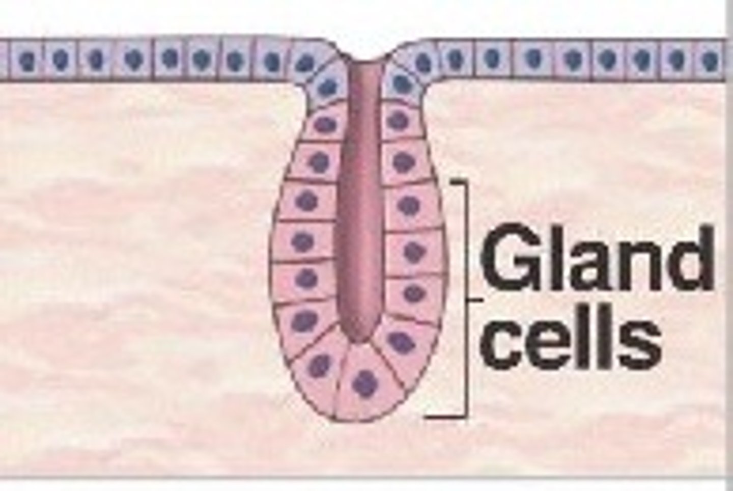 <p>Straight tubular shape; Found in intestinal glands.</p>