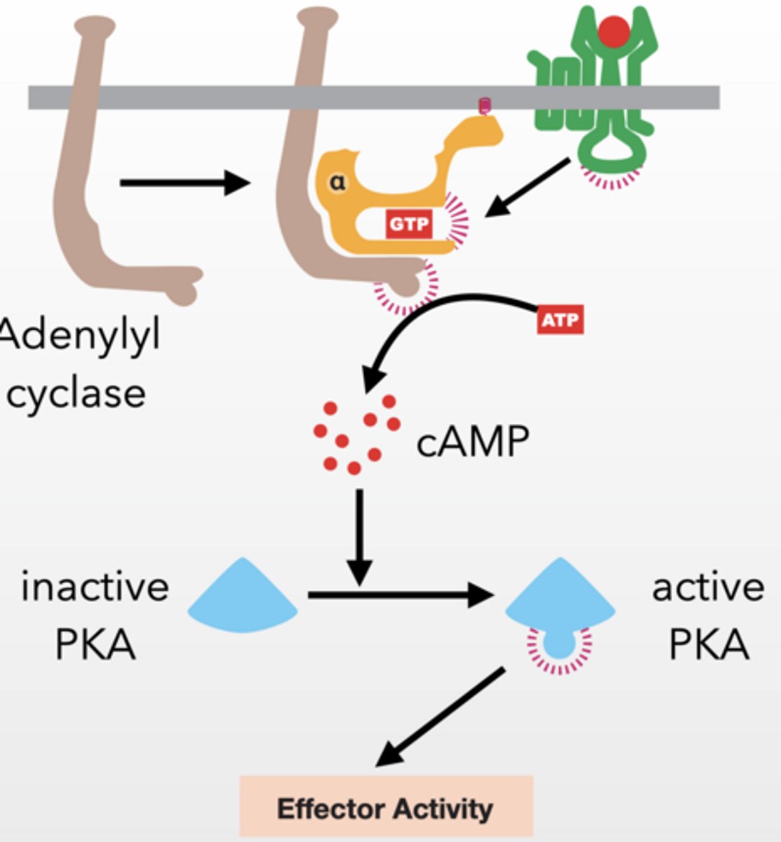 <p>After activation:</p><p>α (with GTP) goes and activates enzymes (like adenylyl cyclase)</p><p>βγ can ALSO activates (like ion channels)</p><p>PKA - PROTEIN KINASE A</p><p>Alpha subunit activates adenylyl cyclase</p><p>Gs type g-protein because it stimulates adenylyl cyclase</p><p>Adenylyl cyclase → makes cAMP</p><p>cAMP activates PKA by releasing it from a regulatory protein</p><p>cAMP similar to cGMP, highly regulated second messenger</p><p>PKA prolific protein kinase</p><p>PKA → phosphorylates proteins → cell response</p><p>serine/threonine kinase</p><p>cAMP is degraded by a phosphodiesterase (PDE) (just like cGMP) keeping cellular concentrations low</p>