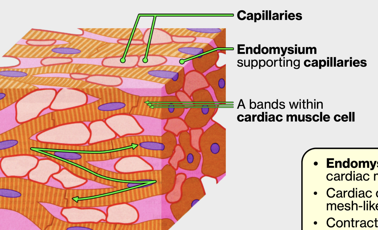 <ul><li><p>CT covers individual cell</p></li><li><p>supports capillaries between cardiac cells </p></li></ul><p></p>