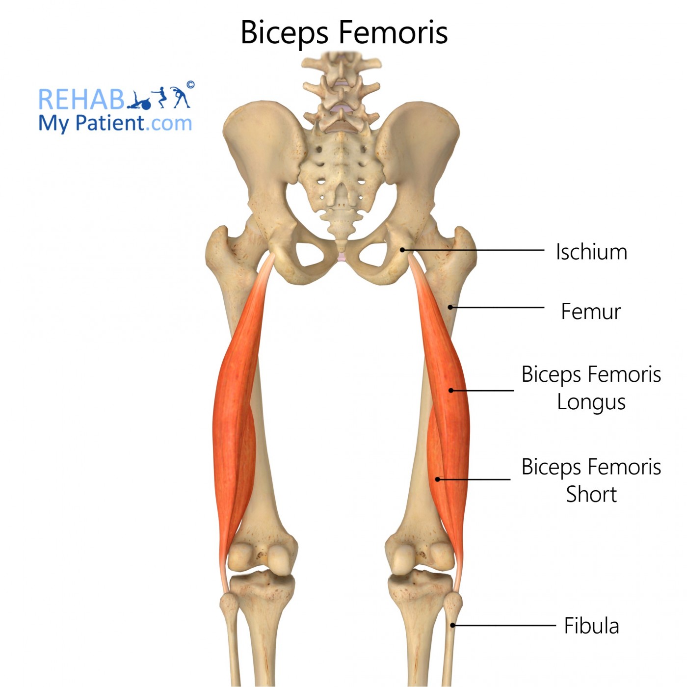 <p>Hamstring muscle with two heads extends hip and flexes knee. (Long = tibial part of sciatic, Short = common fibular). ๐ Lateral posterior thigh โ tendon to fibular head. ๐ก "Bi = two heads behind."</p>