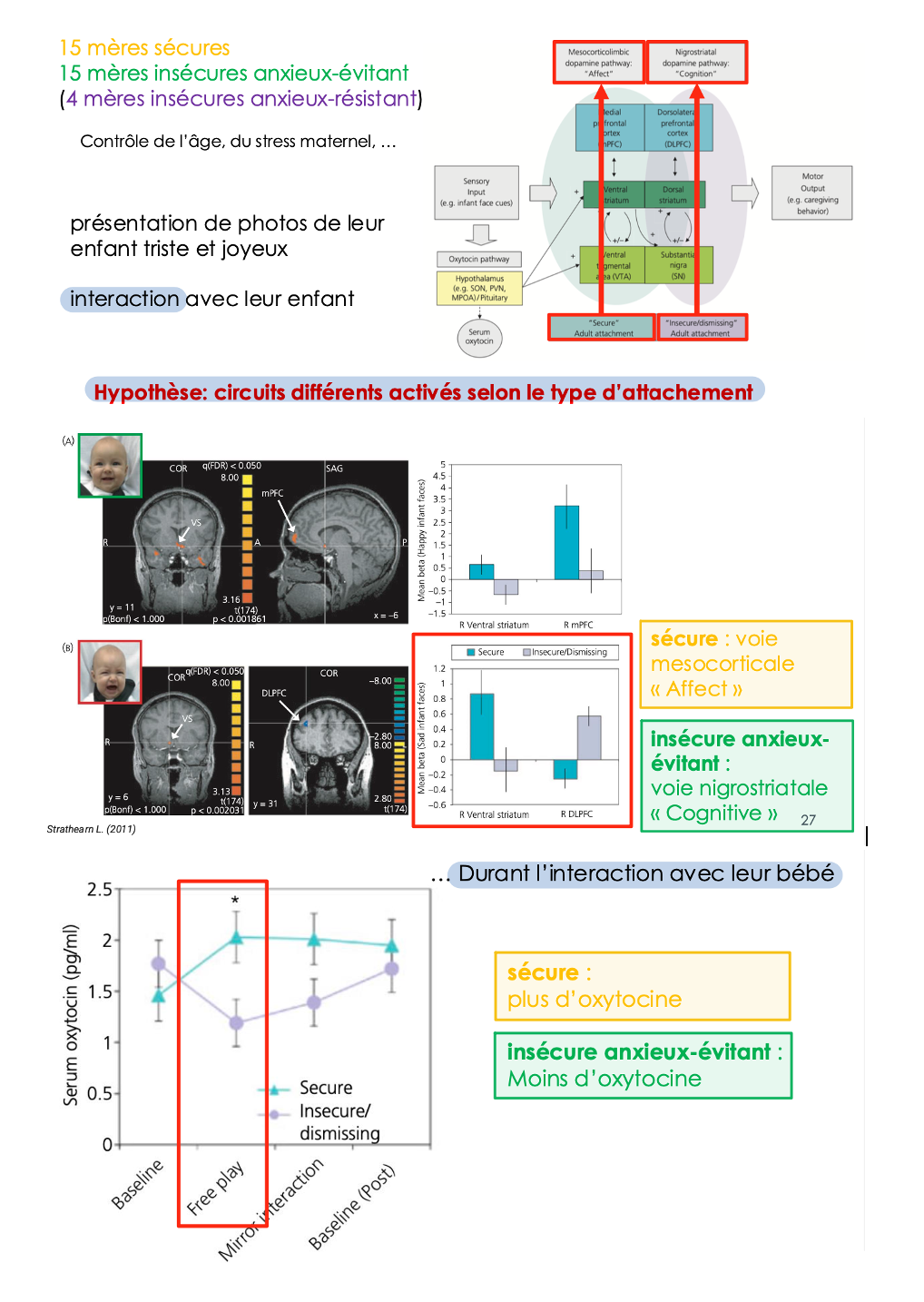 <ul><li><p>Une recherche utilisant l'imagerie par résonance magnétique fonctionnelle (IRMf) pour examiner comment différentes formes d'attachement influencent l'activité cérébrale des mères, montrant des variations d'activation liées aux réponses émotionnelles et comportementales envers leurs enfants</p></li></ul><ul><li><p>Les mères sécures montrent une activation de la voie mésocorticale, tandis que les mères insécures anxieux-évitant montrent une activation de la voie nigrostriatale.</p></li></ul><p></p>