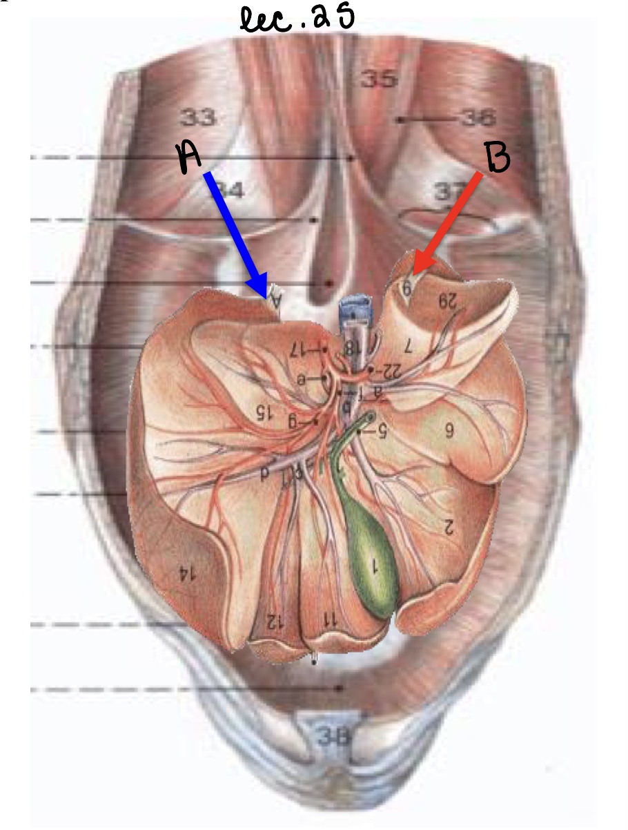 <p>Name the structure(s) indicated by a and b.</p>