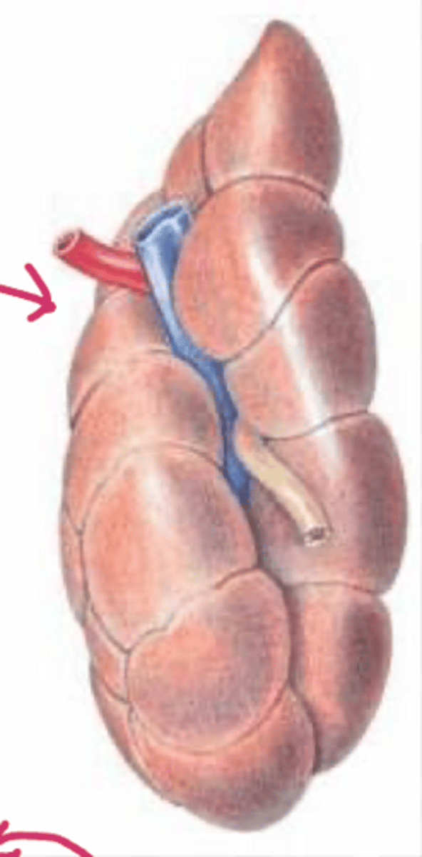 <p>the L kidney is cranially pointed and caudally twisted with _____ faces</p>