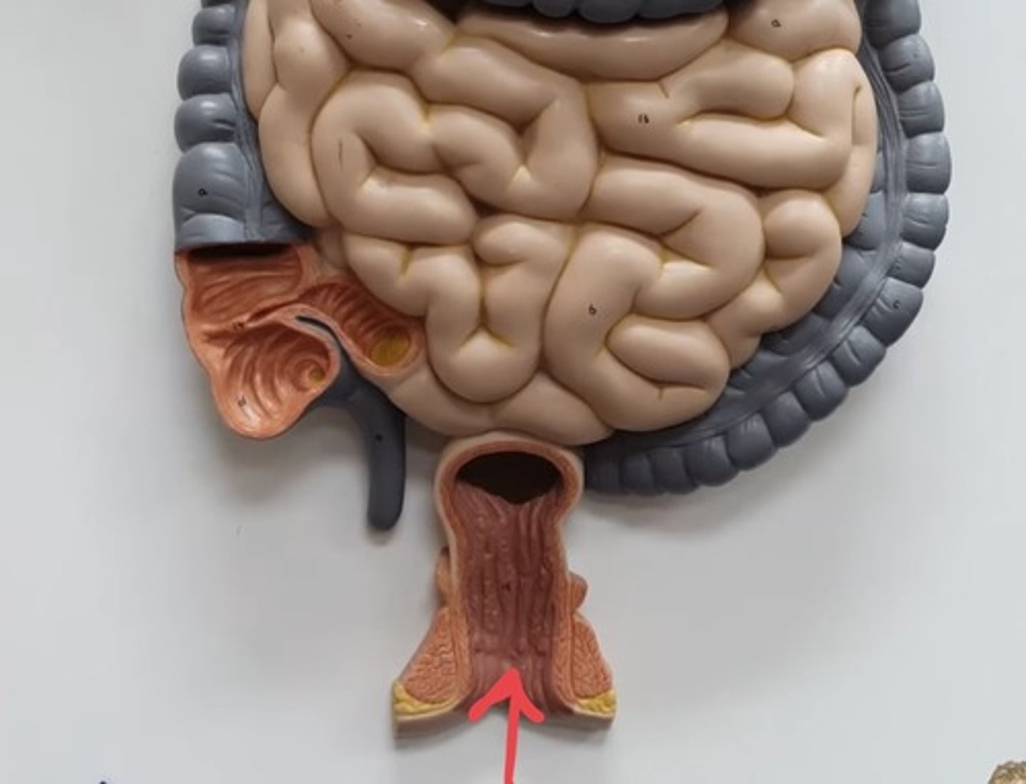 knowt flashcard image