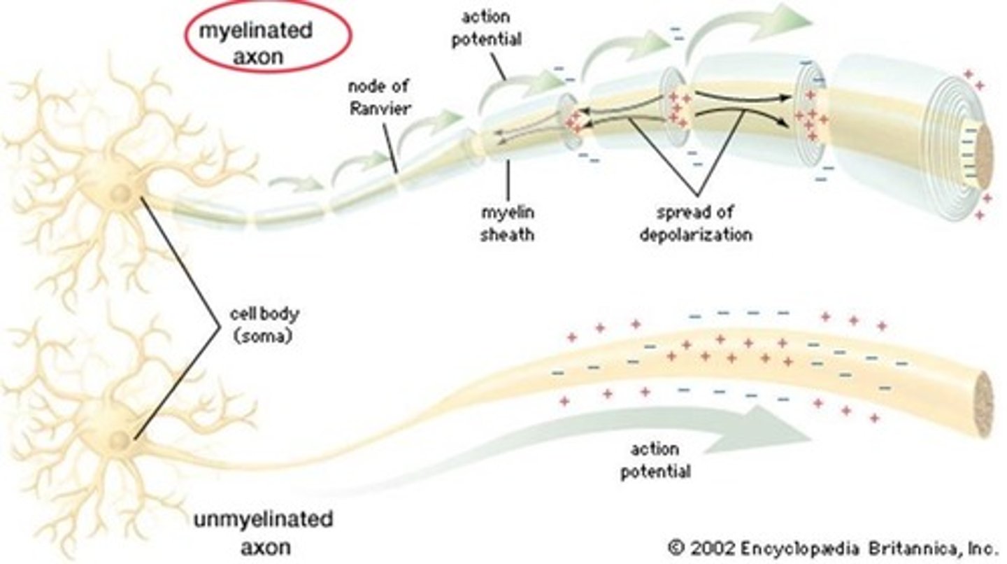 <p>To increase speed of conduction of the action potential (AP).</p><p>In nonmyelinated axons, the AP has to travel the whole length of the axon which is slow.</p><p>In myelinated axons, the AP only has to jump between the nodes of Ranvier along the axon, which is faster.</p>