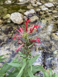 <p>Bright red flowers, bilabate corolla</p>
