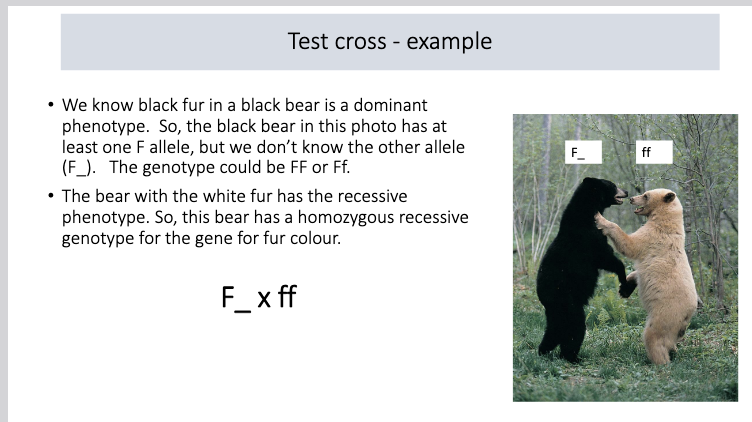 <p>Crossing an individual with the dominant phenotype but potentially an unknown genotype (eg. B_, BB or Bb) with<strong> an individual(s) that is homozygous recessive (bb, tester)</strong> for the genes under consideration.</p><ul><li><p>The phenotypes of the offspring are examined. If any offspring have the recessive phenotype, the parent with the dominant phenotype must be a heterozygote.</p></li></ul><p></p>