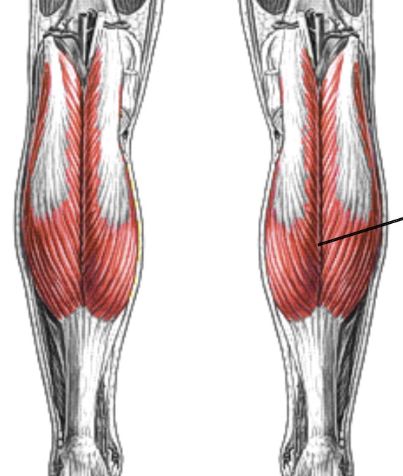<p>Which muscle of the foot/ankle is:</p><ul><li><p>On posterior tibia</p></li><li><p>Superficial to soleus</p></li><li><p>Action: plantarflex ankle, flex knee</p></li><li><p>Nerve: <span style="color: yellow;"><span>tibial</span></span></p></li></ul><p></p>