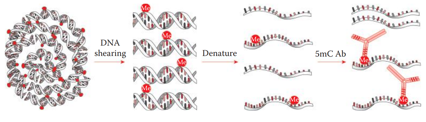 Methylated DNA immunoprecipitation (MeDIP) for the detection of methylated DNA. 