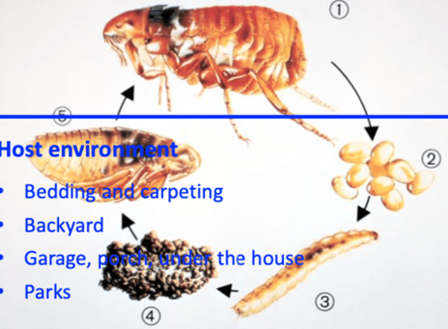 <p>Adults: permanent ectoparasites;</p><p>Eggs: laid on the host but fall in the</p><p>environment;</p><p>Larvae: develop in the environment;</p><p>Pupae: develop in the environment;</p><p>Pre-emerged adults: environment</p><p>Host environment</p><p>• Bedding and carpeting</p><p>• Backyard</p><p>• Garage, porch, under the house </p><p>• Parks</p>