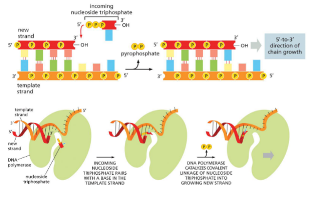 <p>DNA polymerase</p>