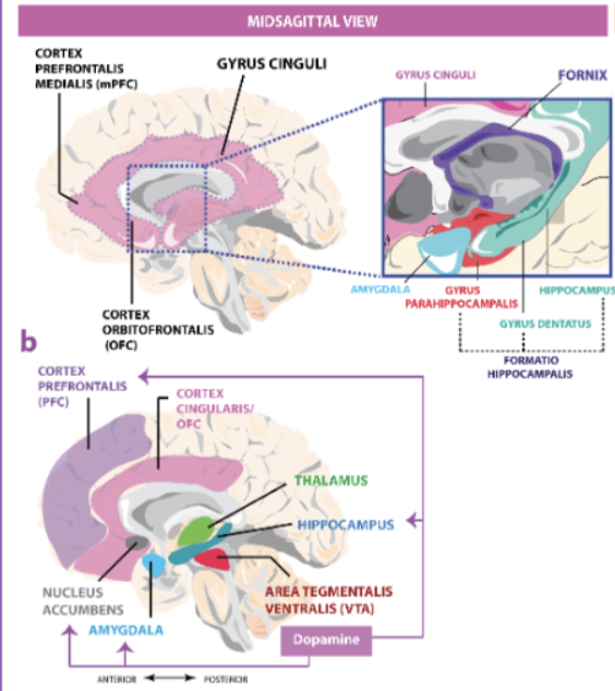 <p>From CA1 to CA4 we find the dentate gyrus + subiculum + pre and parasubiculum + entorhinal cortex (place cells for spatial navigation) + Parahippocampal gyrus = hippocampal formation</p>