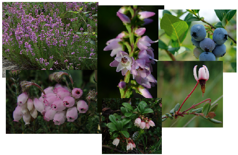 <ul><li><p>bladeren enkelvoudig, vaak gaafrandig en naaldvormig</p></li><li><p>(dwerg)struiken</p></li><li><p>bloemen 4 of 5-delig</p></li></ul>
