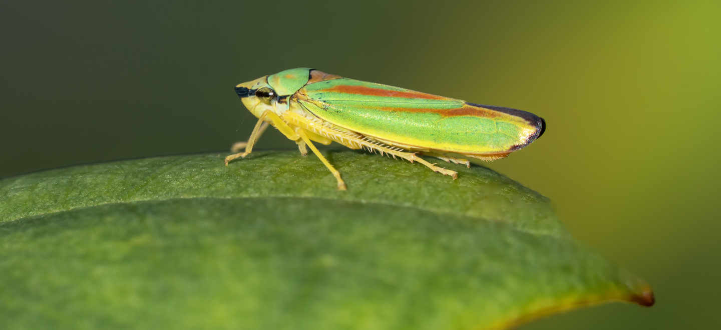 <p>Hemiptera</p><p>leaf-hoppers</p>