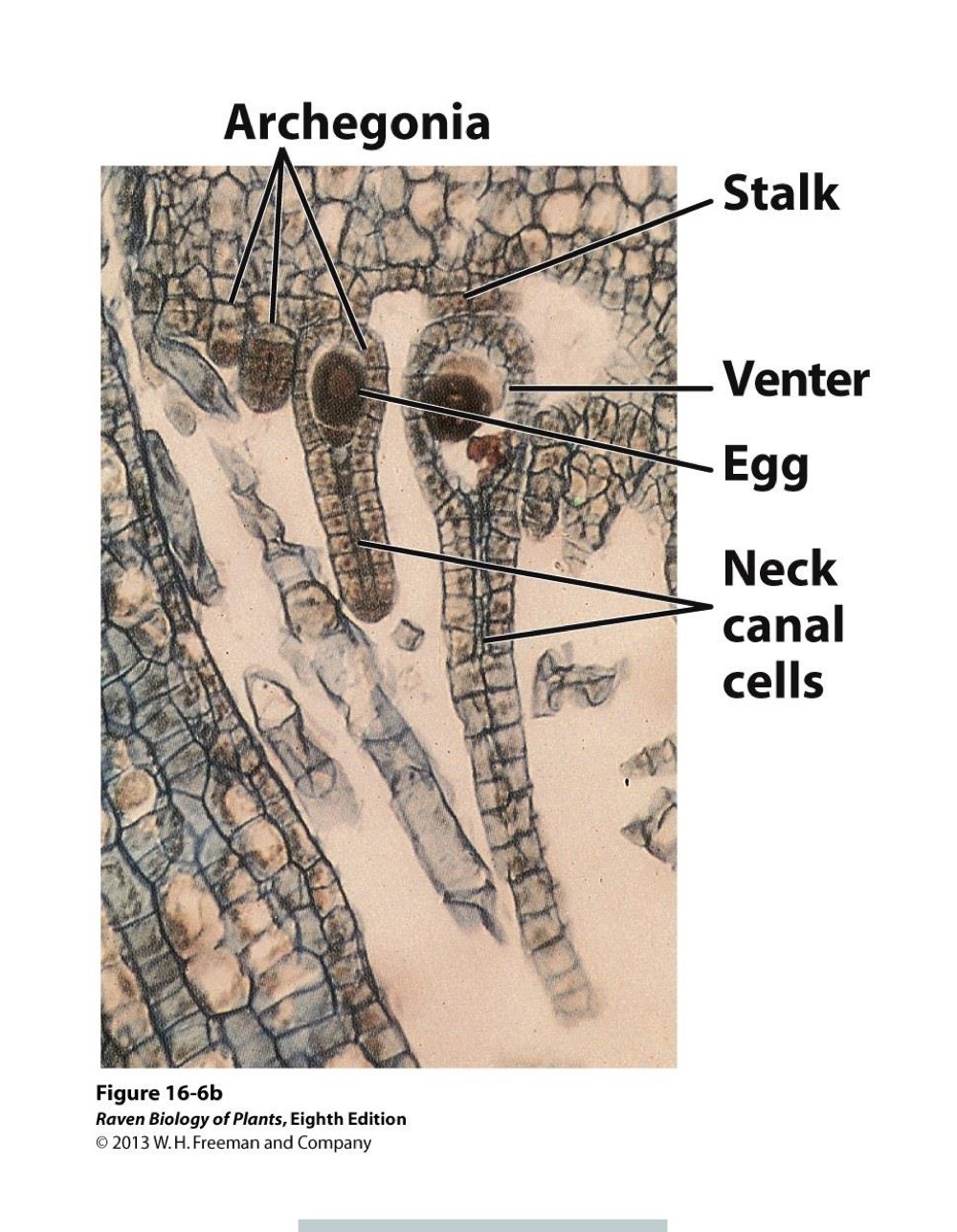 <p>Flask shaped, long neck swollen base, Venter houses single egg, releases chemicals that attract sperm to swim down canal</p>